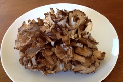 Maitake Pilz