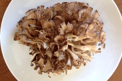 Maitake Pilz 03