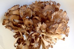 Maitake Pilz 02