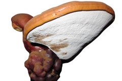 Beitragsbild-Reishi