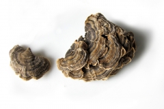 Schmetterlings-Tramete_IMG_2868