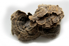 Schmetterlings-Tramete_IMG_2871
