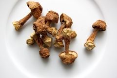 Mandelpilz_01