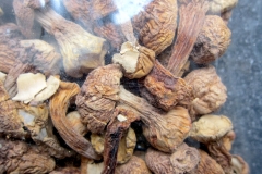 Mandelpilz_03