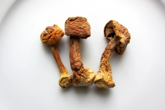 Mandelpilz_2