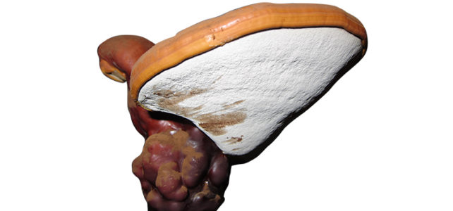 Reishi, Glänzender Lackporling, Ganoderma lucidum Reishi, Glänzender Lackporling, Ganoderma lucidum