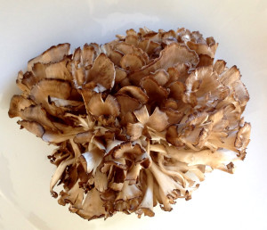 Foto des Maitake Pilzes