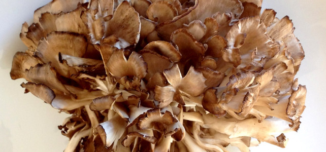 Maitake, Klapperschwamm