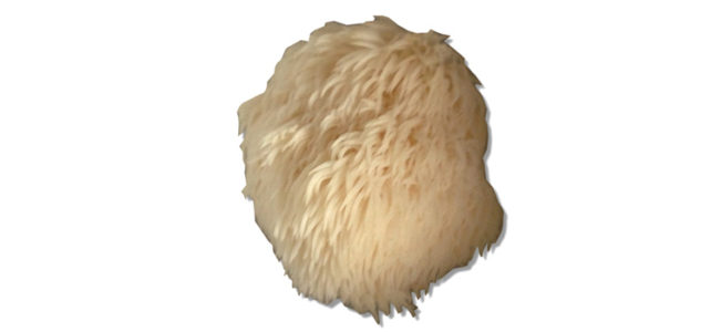 Igelstachelbart, Hericium erinaceus, Affenkopfpilz, Pom-Pom blanc, Löwenmähne oder Yamabushitake