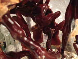 Reishi-Pilz in Substratbeutel