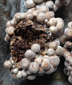 Shiitake-Pilze-auf-Substratblock