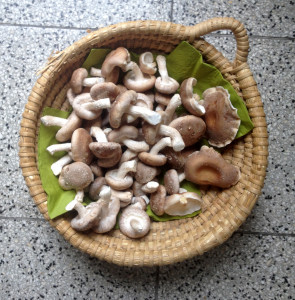 Frische, geerntete Shiitake-Pilze