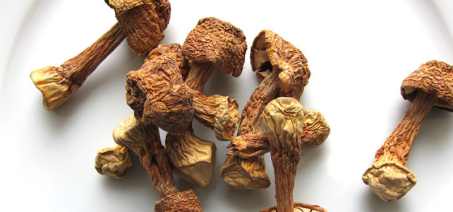 Mandelpilz, ABM, Agaricus blazei Murrill ABM getrocknete Mandelpilze