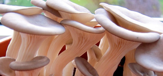 Austernpilze, Pleurotus ostreatus, Austernseitling